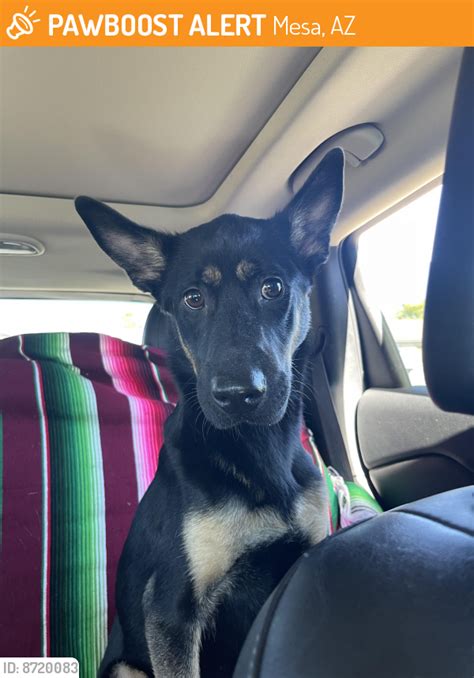 cheap place to adopt a dog in mesa az area